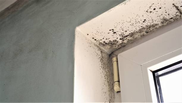 Best Black Mold Removal  in Ardia, CA