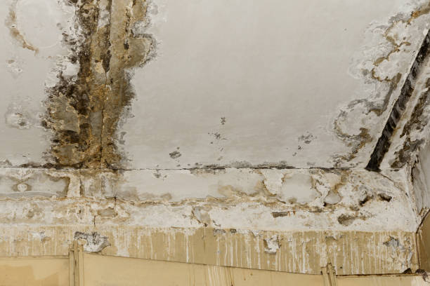 Best Mold Removal for HVAC Installations  in Ardia, CA