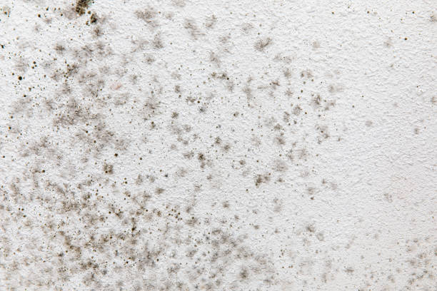 Best Mold Prevention Services  in Ardia, CA