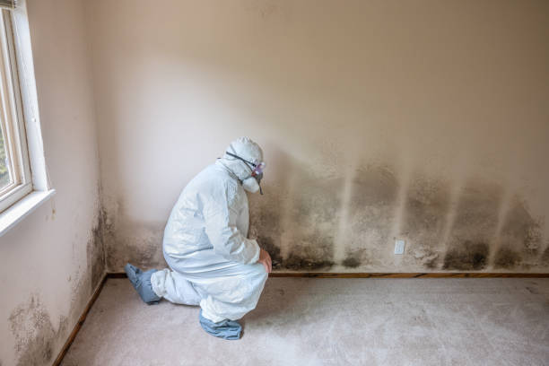 Arcadia, CA Mold Removal Company