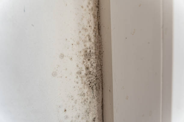 Best Emergency Mold Remediation  in Ardia, CA