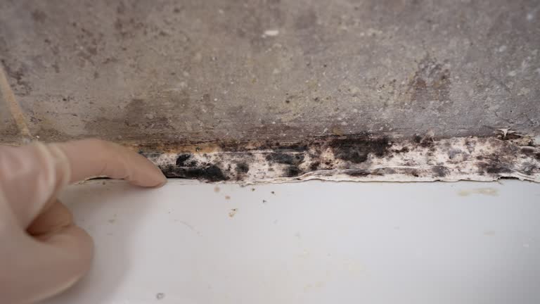 Best Post-Construction Mold Inspection  in Ardia, CA